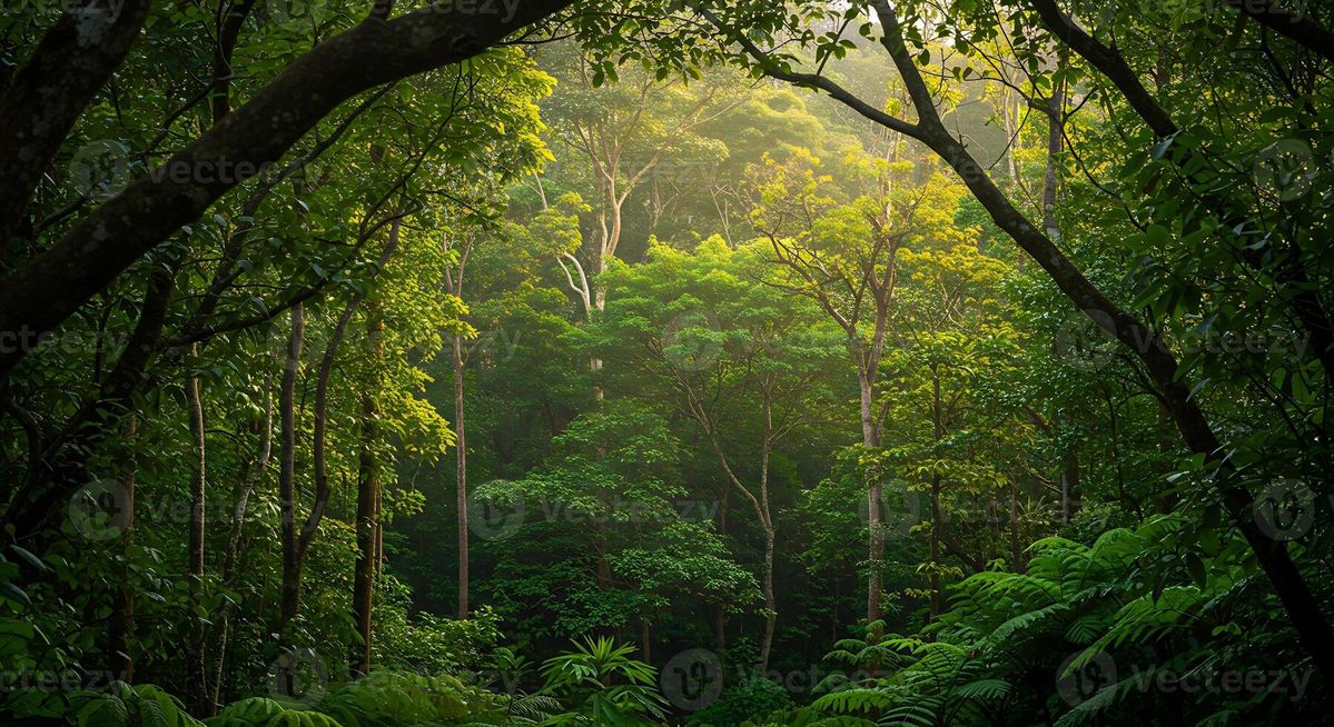 Sunlight shining through a lush green forest